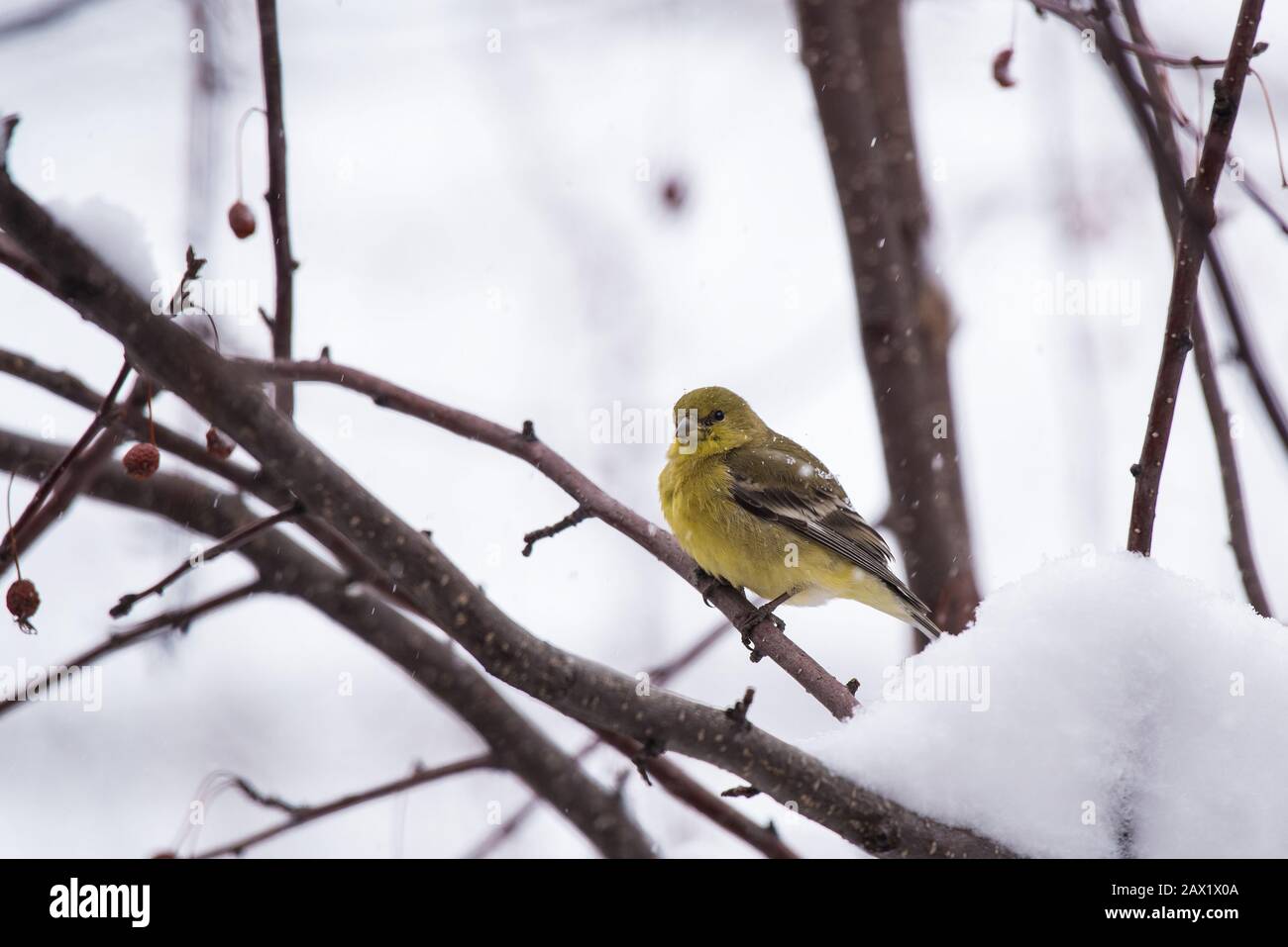 American Gold Finch appollaiato nella neve coperta di granchio mela albero. Foto Stock