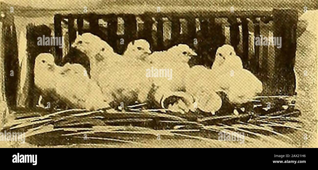 www.flickr.com/photos/internetarchivebookimages/tags/book... settantanove Foto Stock