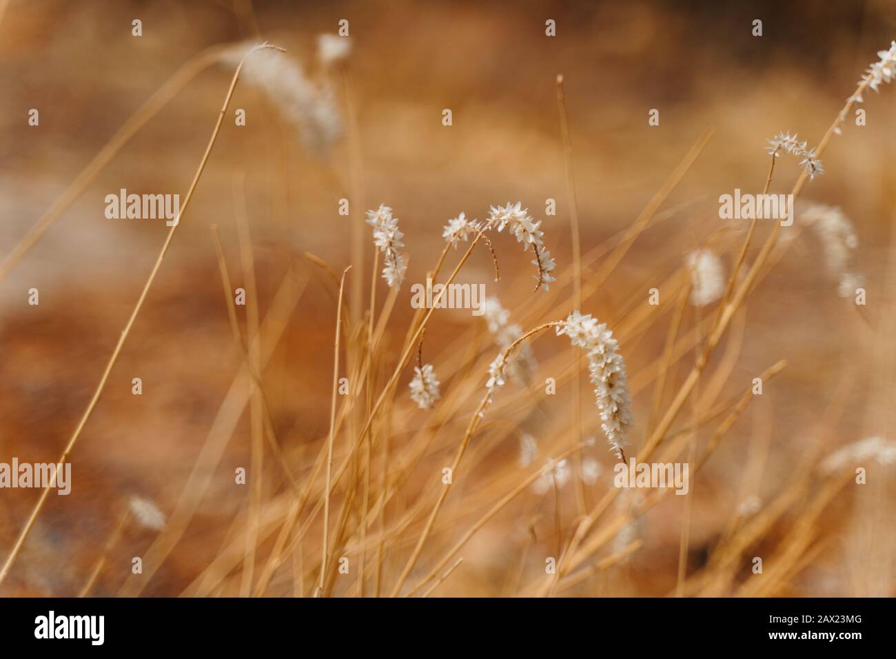 foto di closeup di erba secca selvaggia del deserto Foto Stock