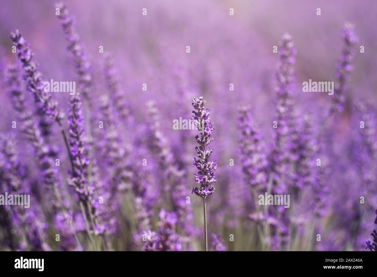 Paesaggio viola dei campi di lavanda a Brihuega, la Alcarria, Spagna Foto Stock