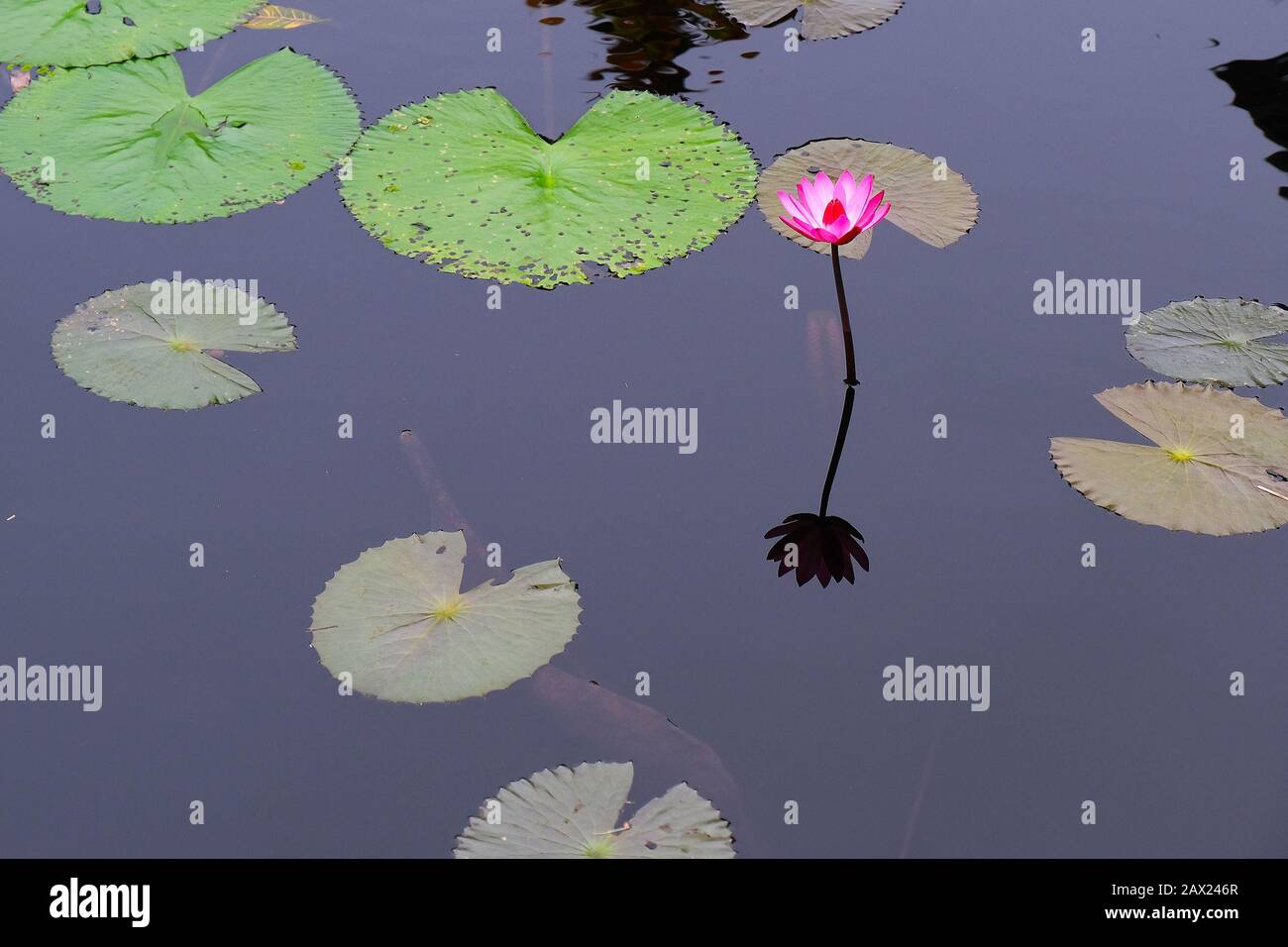 Acqua rosa giglio riflessione in stagno tra giglio tamponi Foto Stock