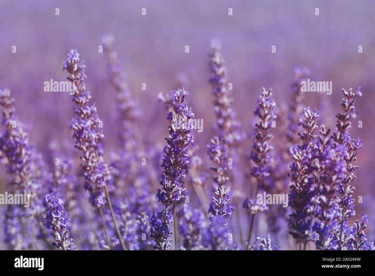 Paesaggio viola dei campi di lavanda a Brihuega, la Alcarria, Spagna Foto Stock