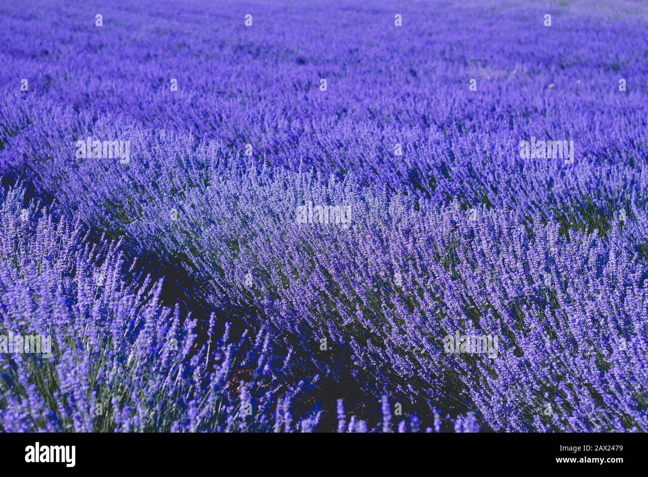 Paesaggio viola dei campi di lavanda a Brihuega, la Alcarria, Spagna Foto Stock