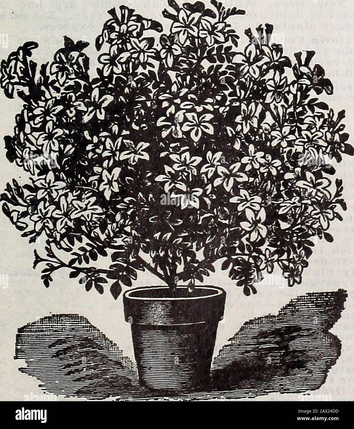 Catalogo descrittivo annuale di Schwill : semi, alberi e piante di alta classe . Jean de la Brete Geranium. Fioriture a Maid of Orleans, Crema bianco.Notte gelsomino in fiore, Molto facile coltivatore; solo notte; molto profumato. ELIOTROPO. 10c ciascuno. Piante più grandi, 20c each.Czar - la migliore Heliotrope scura.Czarina - viola Profondo.Florence Nightingale - lavanda Brillante.Madame Bruant - viola, con occhio bianco.Regina dei Violets - viola Profondo, con grande occhio bianco, molto fragrante. HIBISCUS. Peachblow - fiori doppi Grandi, Center.Hibiscns - singolo, scarlet.Hibiscus - doppio, cremisi. Questi sono tre beddersblooms fini. Ciascuno, 15c, p Foto Stock