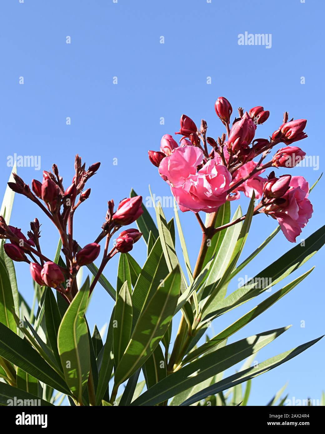 Cespuglio di oleandri rosa flowering contro il cielo blu brillante, Maspalomas, Gran Canaria, Isole Canarie Foto Stock