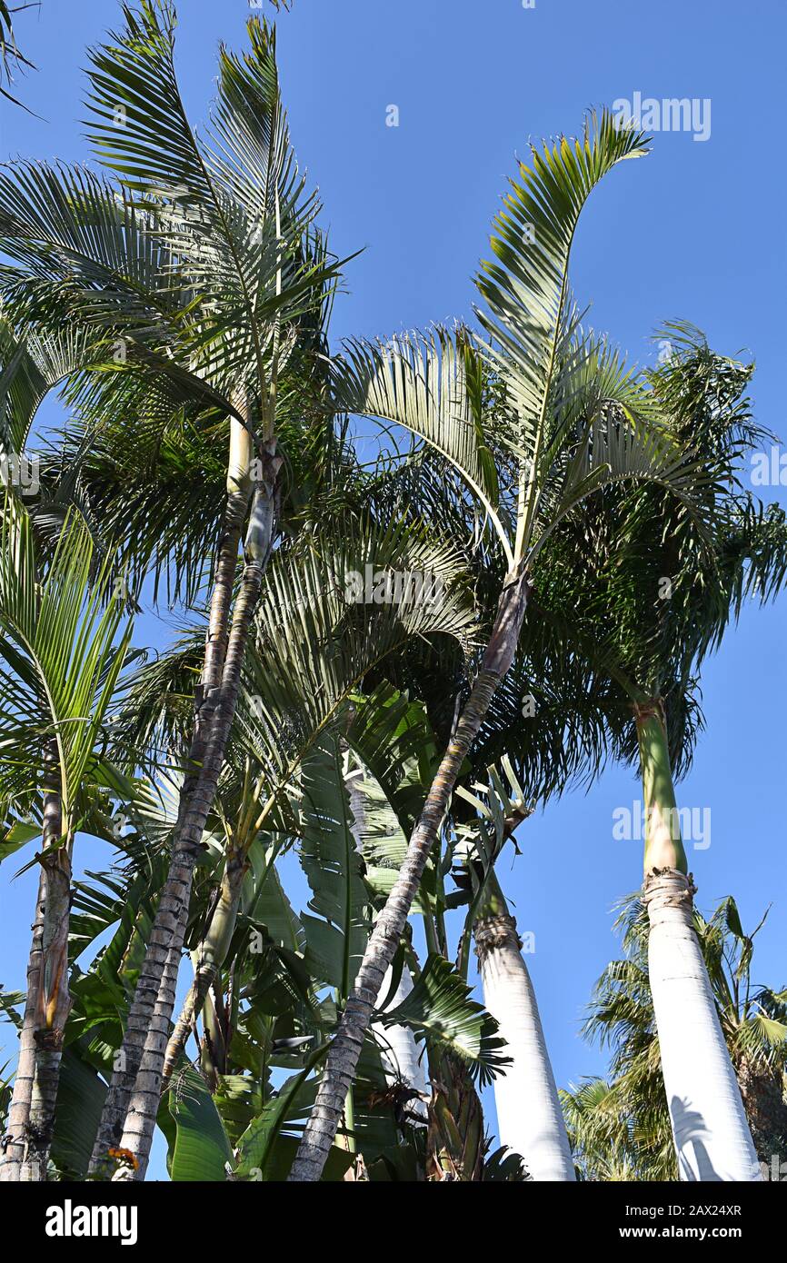 Palme, Maspalomas, Gran Canaria, Isole Canarie Foto Stock