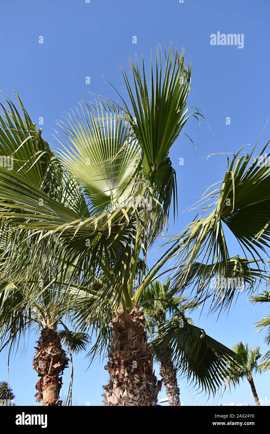 Palme, Maspalomas, Gran Canaria, Isole Canarie Foto Stock