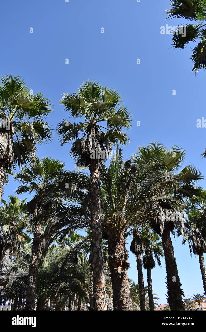 Palme, Maspalomas, Gran Canaria, Isole Canarie Foto Stock