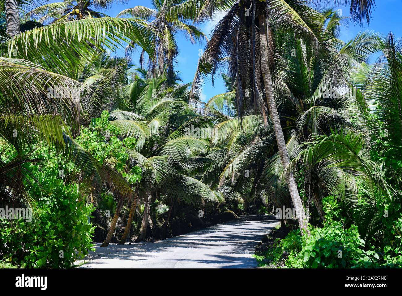 Seychelles Isola di Mahe Una di una Palm Tree Road Foto Stock