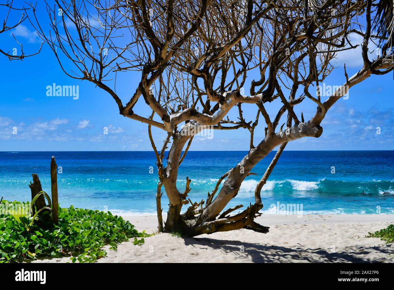 Seychelles Isola Di Mahe Un Vecchio Albero All'Oceano. Foto Stock