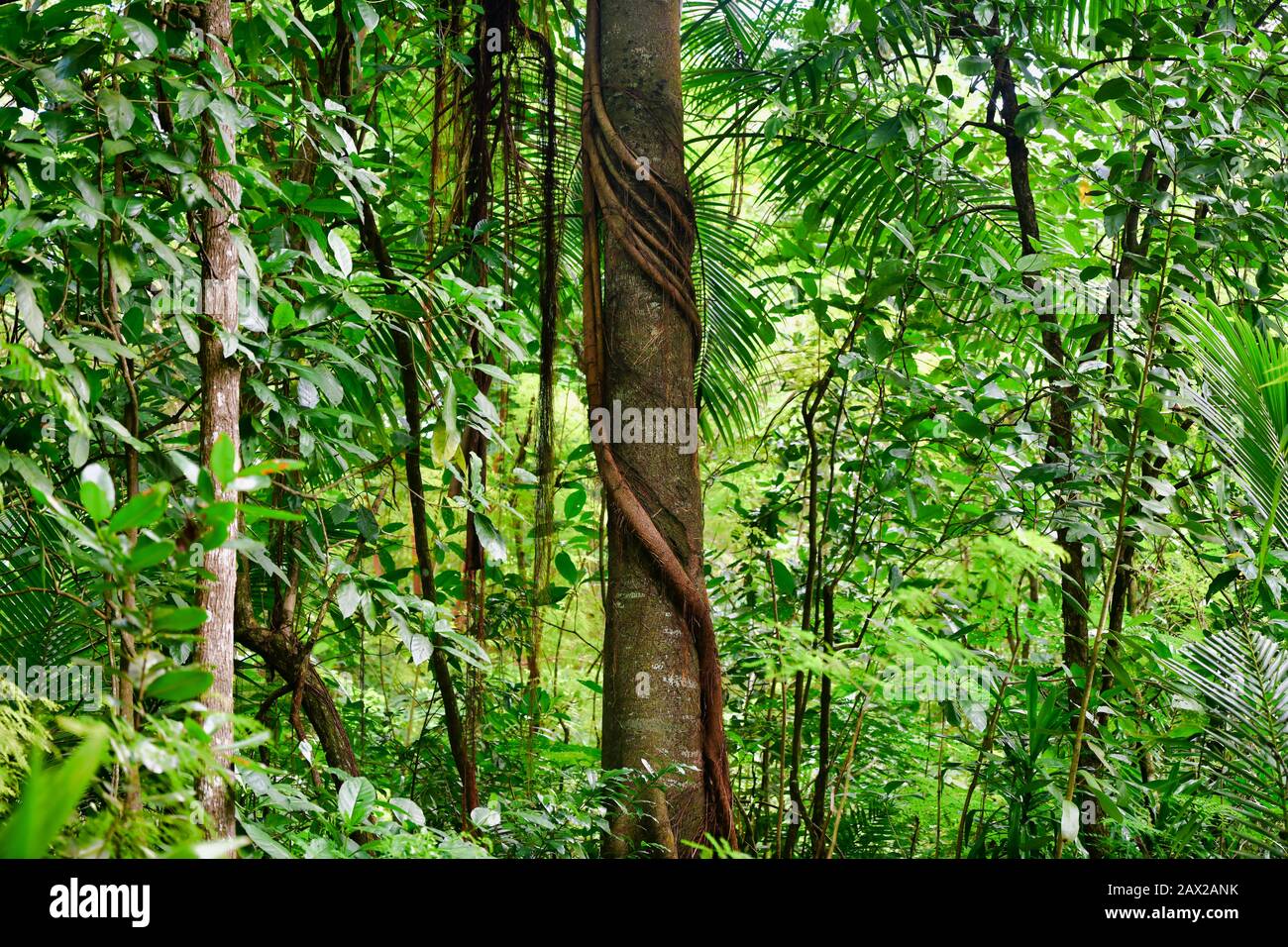 Liana coniata con un albero tropicale, Isola di Mahe, Seychelles. Foto Stock