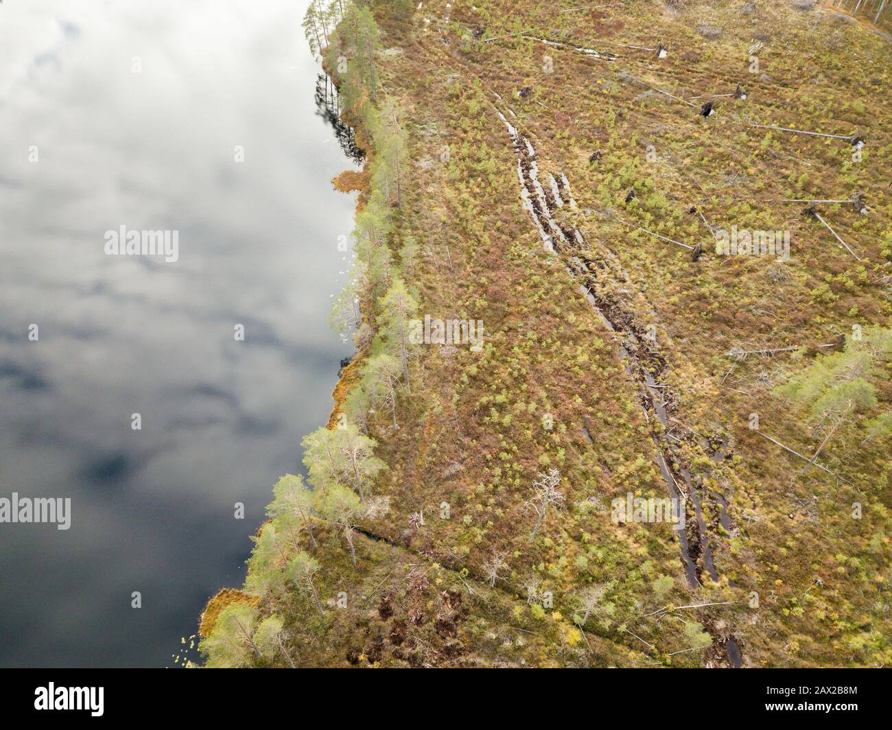 Foresta di radenzato con zona tampone stretta vicino al lago Foto Stock