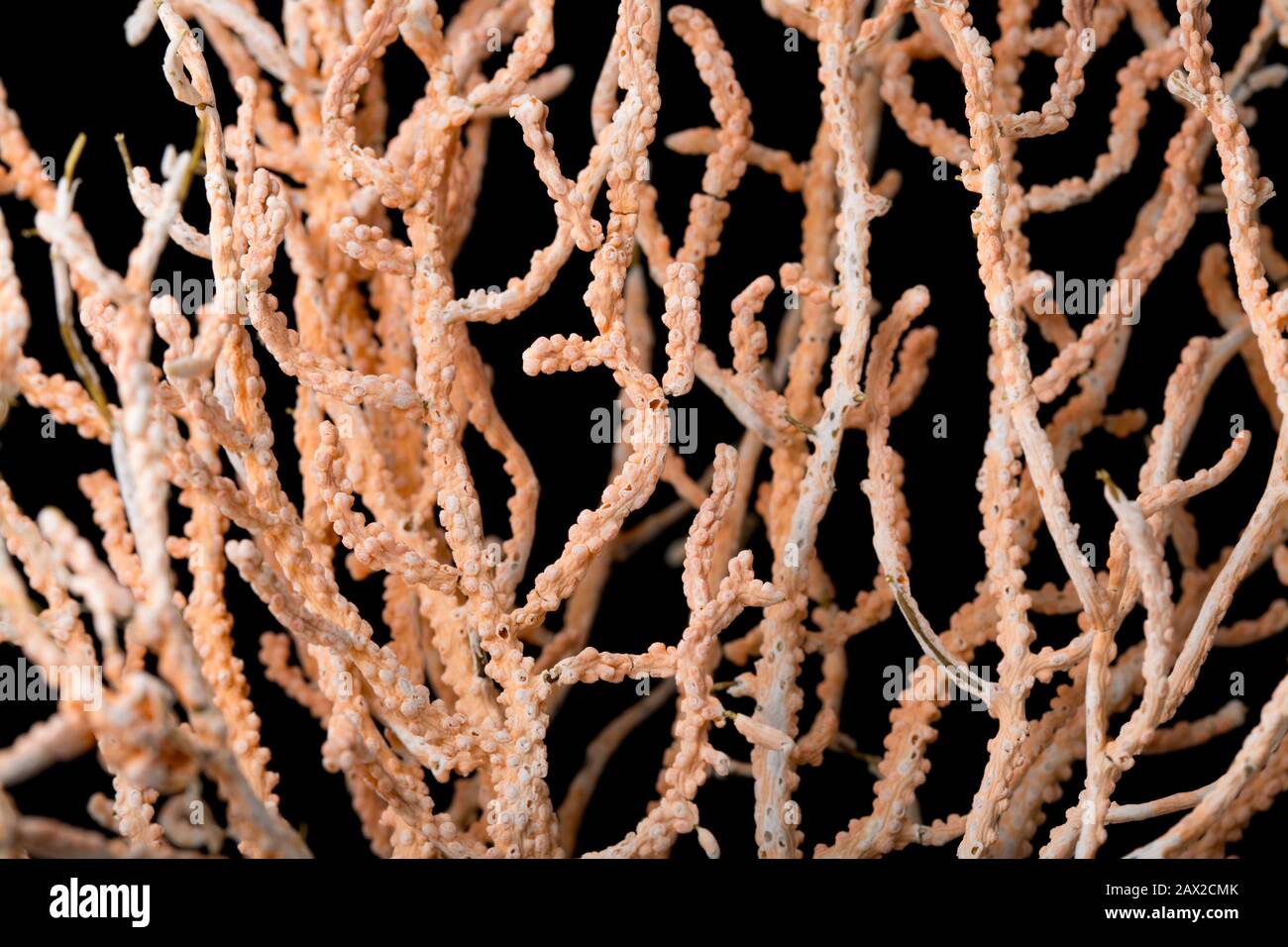 Un esempio di un fan del Mar Rosa, Eunicella verrucosa, che è stato trovato lavato sulla spiaggia di Chesil dopo la tempesta Ciara nel febbraio 2020. Sfondo nero. Foto Stock