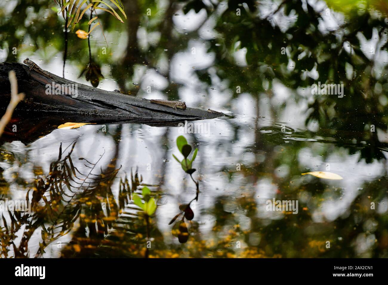 Mudskipper Erioftalmus barbarus nella foresta di mangrovie. Isola Di Mahe Seychelles. Foto Stock