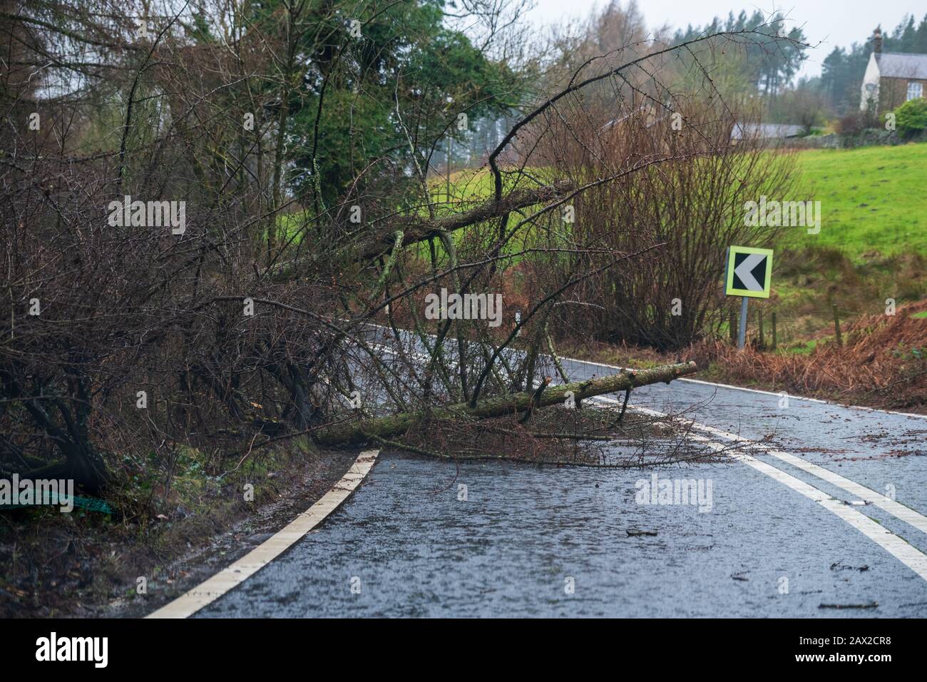 Alberi caduti che bloccano la strada nel distretto di picco durante la tempesta Ciara, Regno Unito. Febbraio 2020 Foto Stock