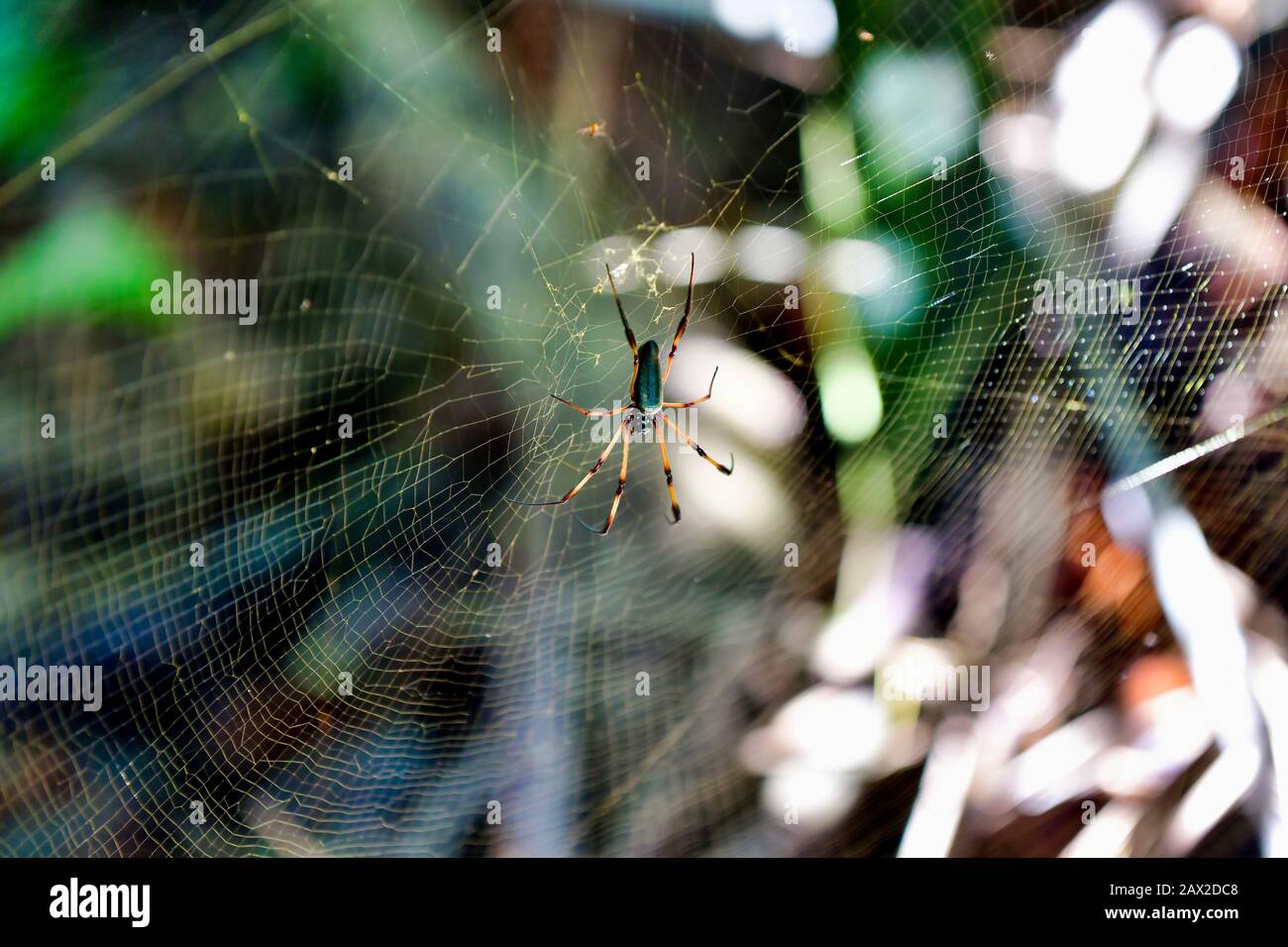 Primo piano Palm Spider (Nephila inaurata). Foto Stock