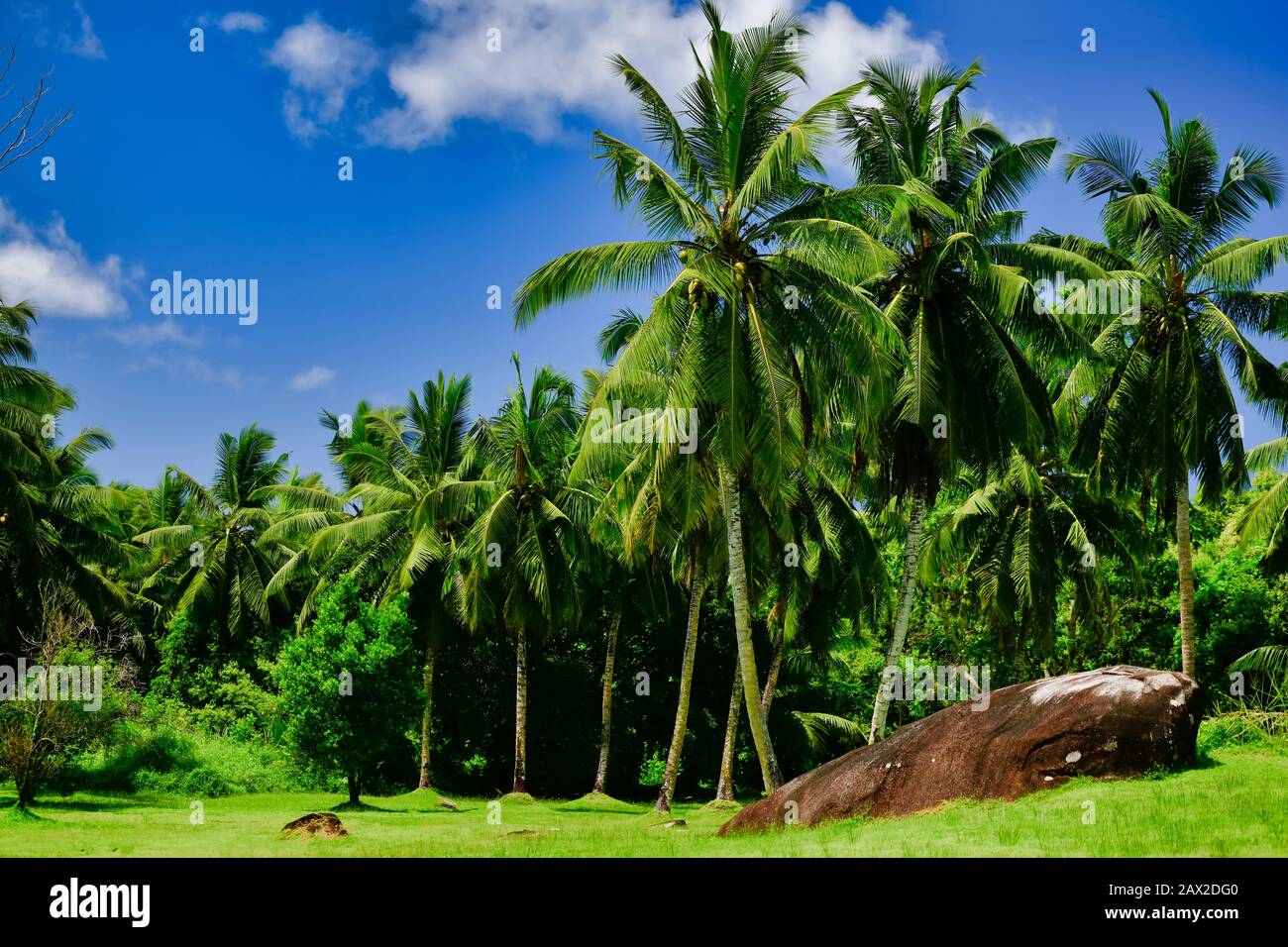 Palm trees vicolo, vista tropicale, roccia enorme, baby bue cielo, Mahe Island, Seychelles. Foto Stock