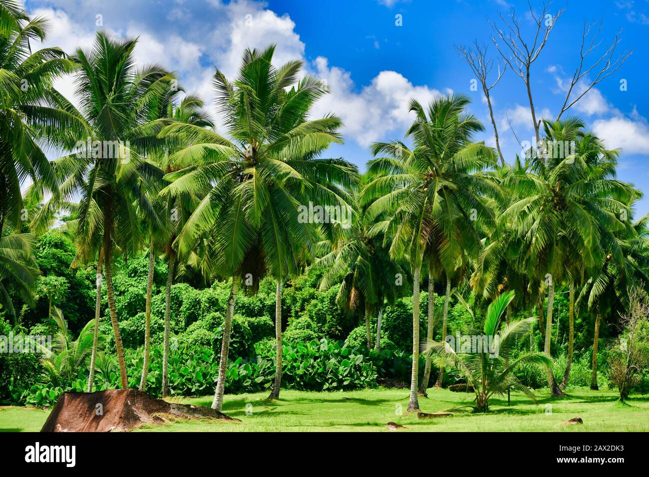 Palme vicolo Mahe Island Seychelles. Foto Stock