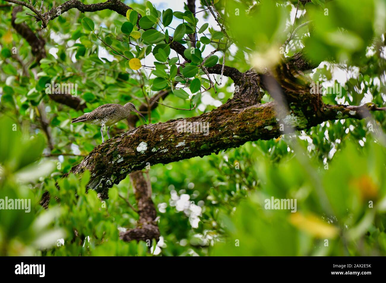 Nascondere Whimrel nella foresta di mangrovie Mahe Island Seychelles. Foto Stock