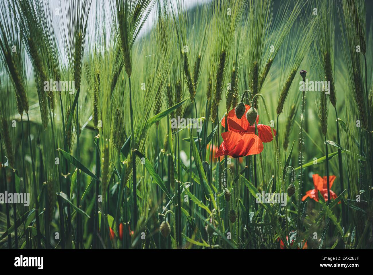 Fiori di papavero rosso e boccioli verdi tra i chiodi di grano Foto Stock