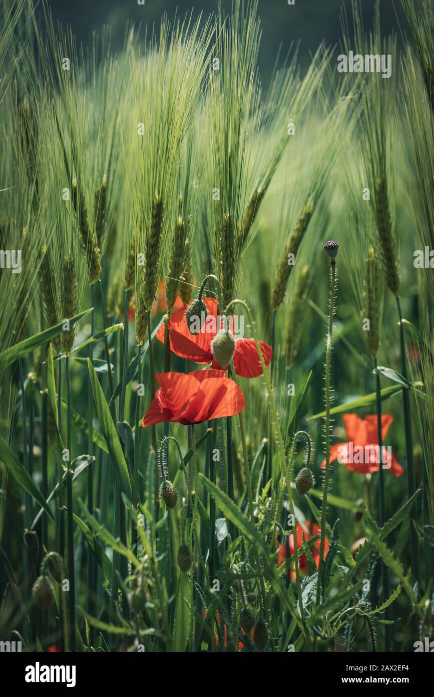 Fiori di papavero rosso e boccioli verdi tra i chiodi di grano Foto Stock