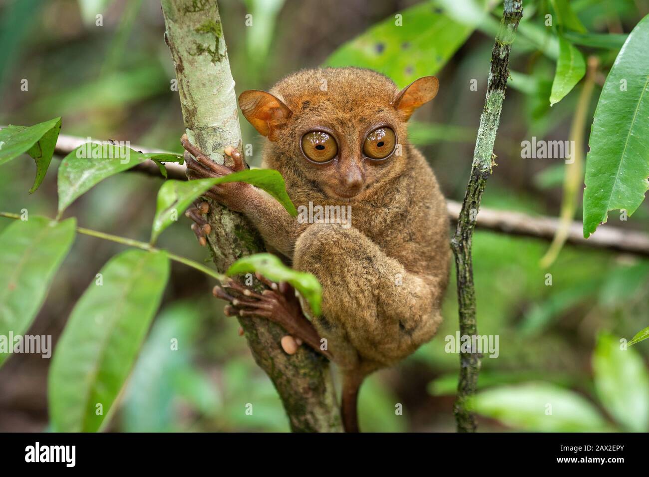 Philippine Tarsier, uno dei più piccoli primati, nel suo habitat naturale a Bohol, Filippine. Foto Stock