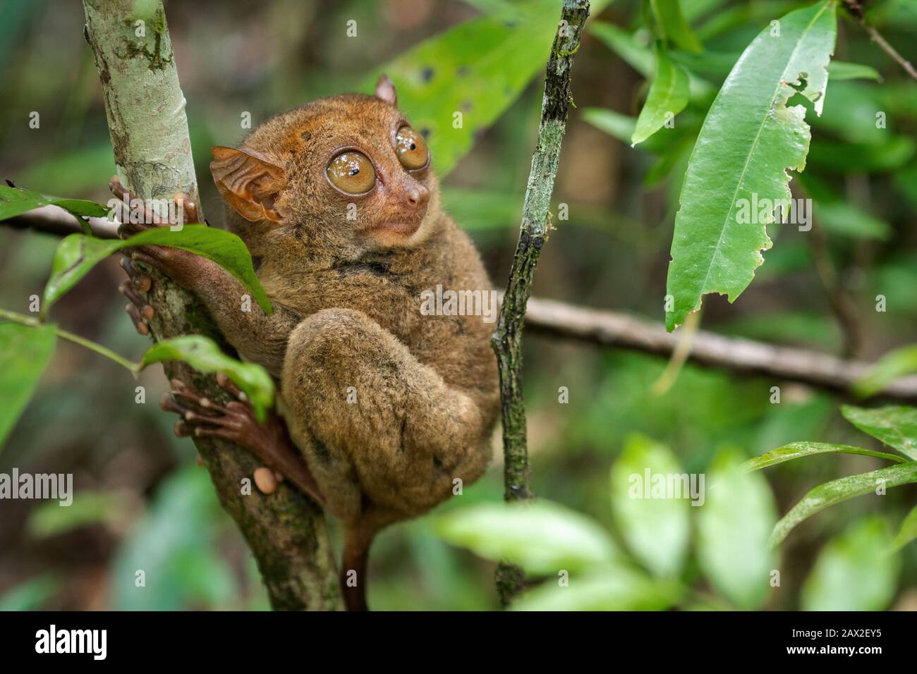 Philippine Tarsier, uno dei più piccoli primati, nel suo habitat naturale a Bohol, Filippine. Foto Stock