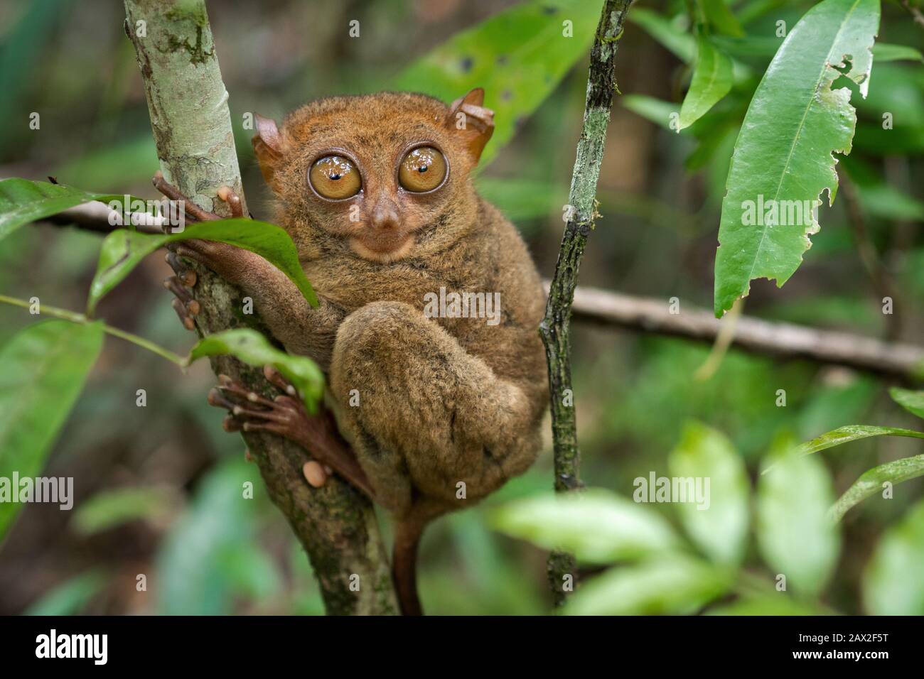 Philippine Tarsier, uno dei più piccoli primati, nel suo habitat naturale a Bohol, Filippine. Foto Stock