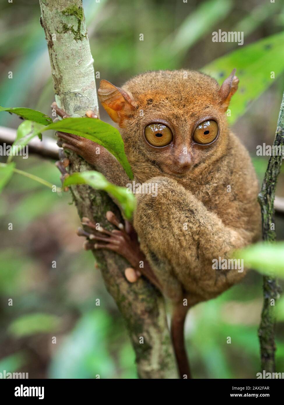 Philippine Tarsier, uno dei più piccoli primati, nel suo habitat naturale a Bohol, Filippine. Foto Stock