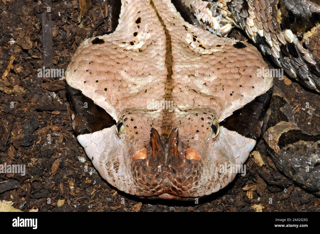 Gaboon viper, Östliche Gabunviper, Vipère du Gabon, Bitis gabonica, gaboni vipera Foto Stock