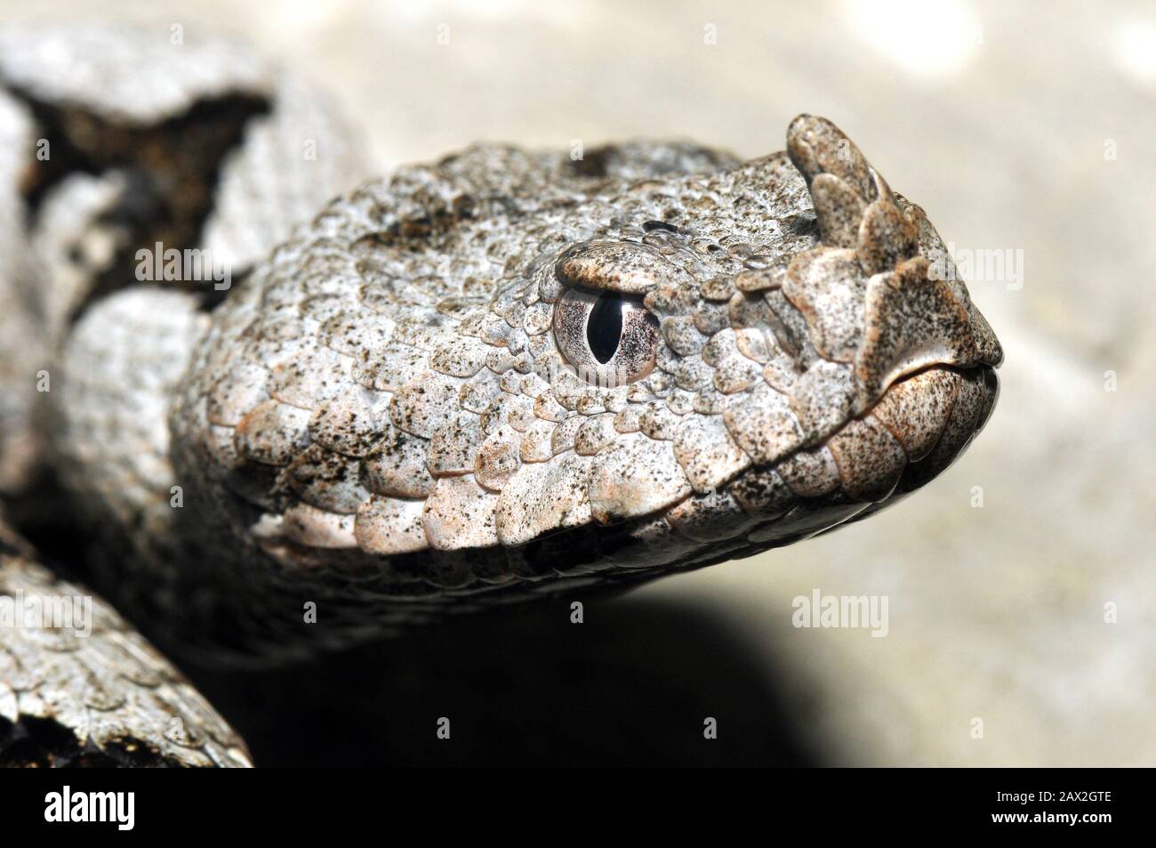 Vipera cornuta, vipera a lungo naso, vipera con naso cornuta, vipera di sabbia, Europäische Hornotter, ampera ammodytes, homoki vipera Foto Stock