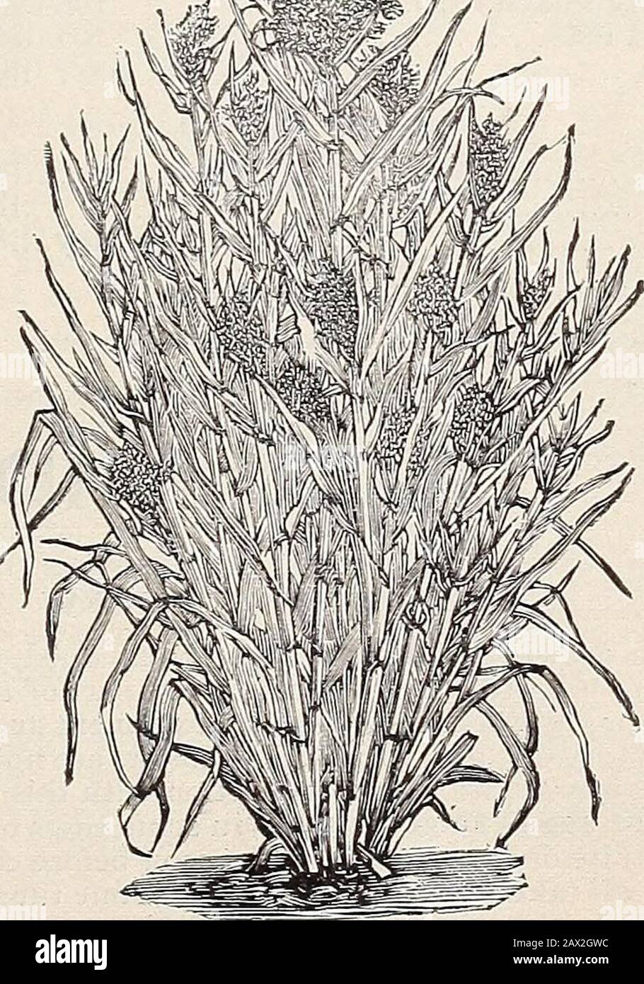 Cox seme e cocanatazione di pianta . eeks thecrops sarà adatto per raccolto. Sei libbre di issufficient di seme per acro, e il rendimento è da venti-fibeto trentacinque bushels per acro. Lb., 15c; 100 lb., prezzo di mercato. Spurry (Spergula arvensis). Spurry è una pianta annualare, ampiamente coltivata in Europa come pascolo invernale per bovini e ovini. Milch mucche e pecore su di esso si dice per dare superiore latte, burro e montone. Si sviluppa bene su suolo povero, asciutto, sabbioso. È sconsigliato a tutti coloro che cercano una pianta che w:illbe un fertilizzante per terreno leggero, sabbioso, e al sametime sia di valore per il forag Foto Stock