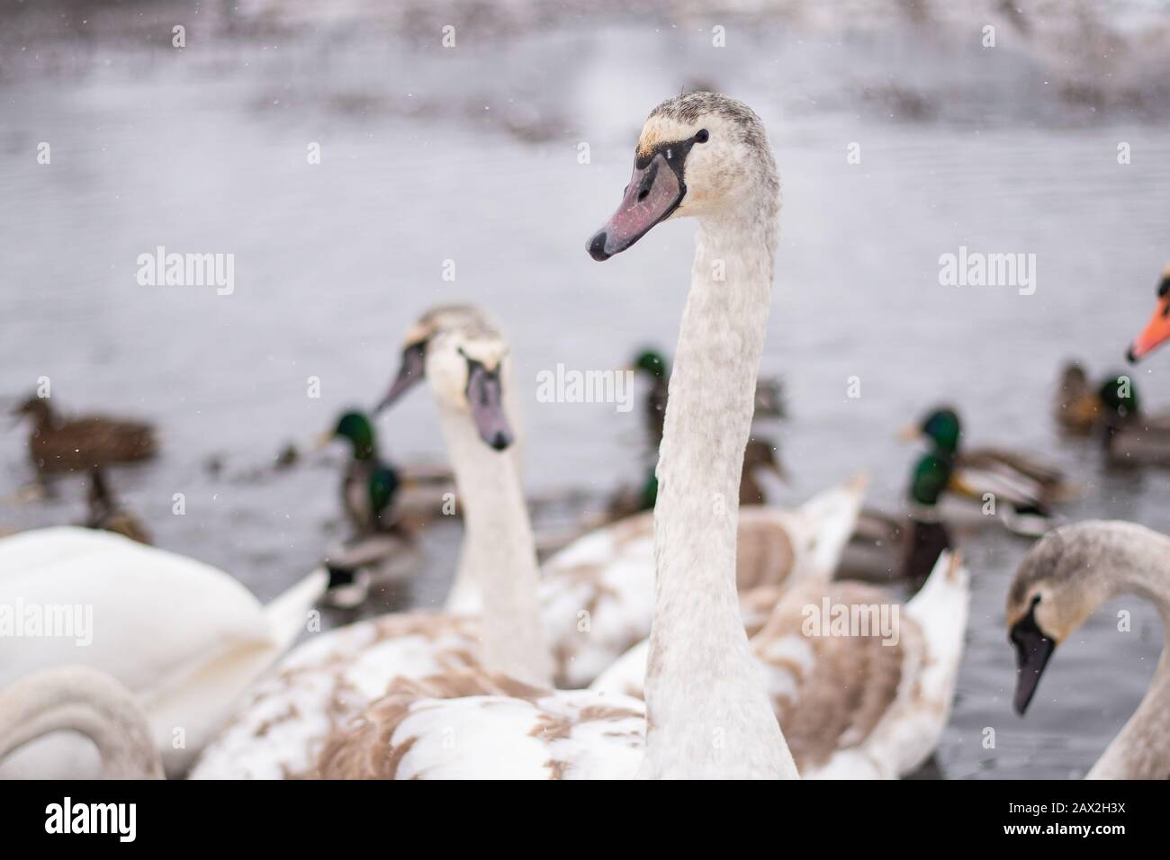 Cigni sul lago, con pulcini, in inverno. Foto Stock