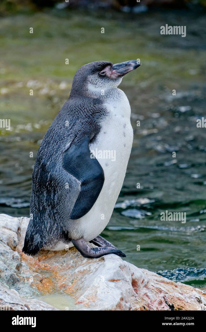 Pinguino Magallenico che riposa una roccia nuda vicino ad un ruscello. Foto Stock