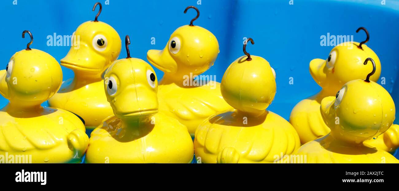 Anatre in una fila? Anatre gialle di plastica, non di fila, disorientate e in attesa di essere pescate fuori da una piscina in una fiera scolastica vicino Auckland, Nuova Zelanda Foto Stock
