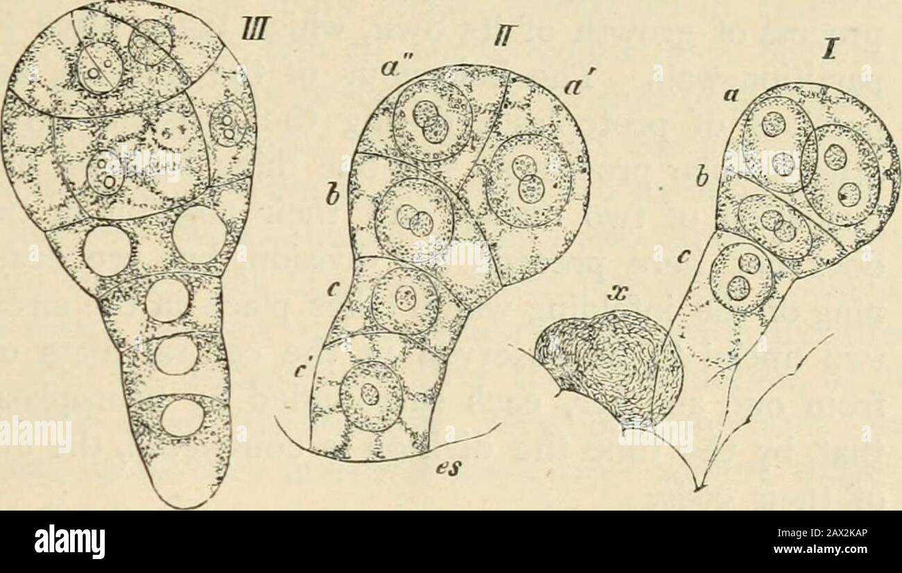 Testo-libro di botanica, morfologica e fisiologica . Fig. 13.-Formazione di tlie anthericlium n{Nitella flexilis (cfr Libro II). ^ la salda connessione delle due cellule figlie prima della formazione delle valockeriche-divisori anche in modo diverso, ad esempio in Oedogonio (Hofmeister, p. 84 e 162). L'indicazione preliminare della parete divisoria mediante l'apparizione di un disco di granuli nel piano sconfinato non è universale, come è mostrato nella formazione del polline di Funkia e delle spore di Funaria. (Hofmeister, /. C. Fig. 20.) FORMAZIONE DI CELLULE. 17. FIG. 14.- Embrioni nell'embrione- Foto Stock