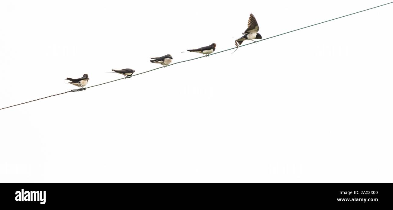 Swallows su un filo in Baildon, Yorkshire, Inghilterra. Foto Stock