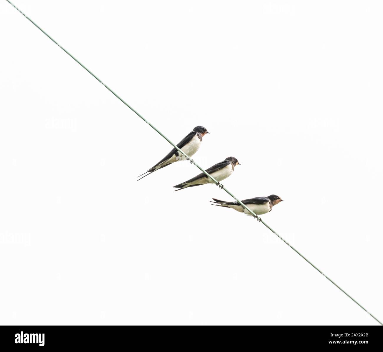 Swallows su un filo in Baildon, Yorkshire, Inghilterra. Foto Stock