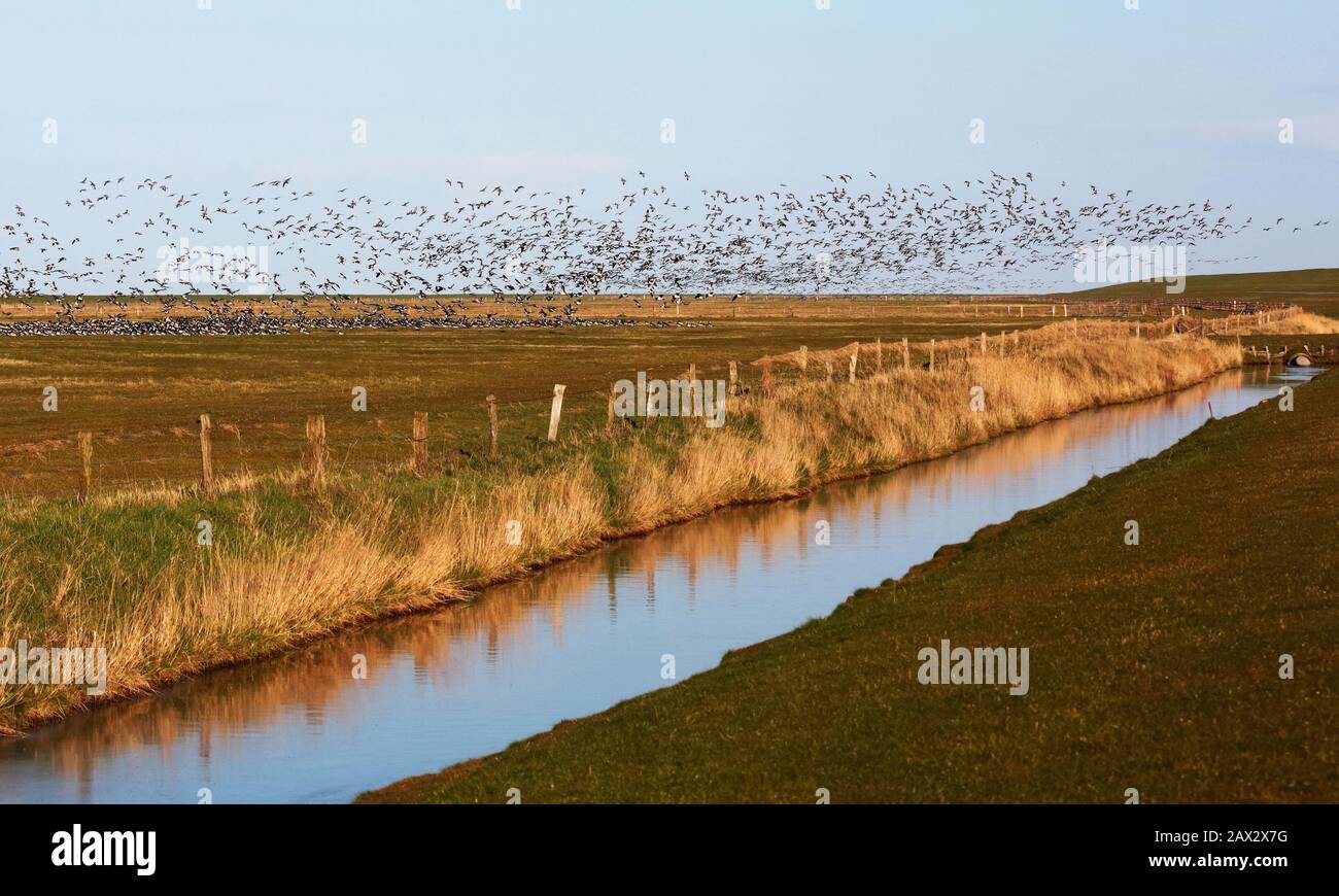Le masse di Barnacle Geese si possono ammirare sul Mare del Nord nella Frisia orientale in inverno e in primavera. Un paesaggio tipico sulla costa del Mare del Nord. Foto Stock