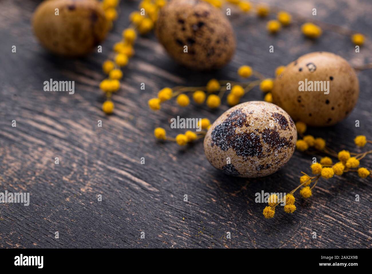 Uova di Quail e fiori di mimosa Foto Stock