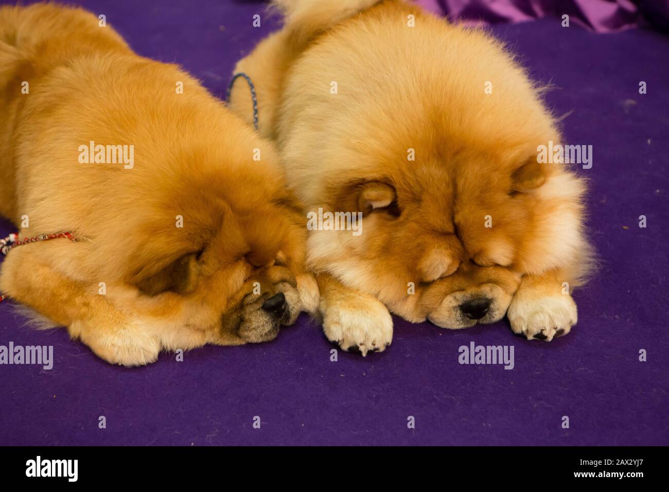 New York, NY, Stati Uniti. 10th Feb, 2020. Due Chow Chows prendere un po 'di tempo prima del loro turno nel ring alla razza a giudicare al 144th Westminster Kennel Club Dog show presso il molo 94 di New York. Credit: Ed Lefkowicz/Alamy Live News Foto Stock