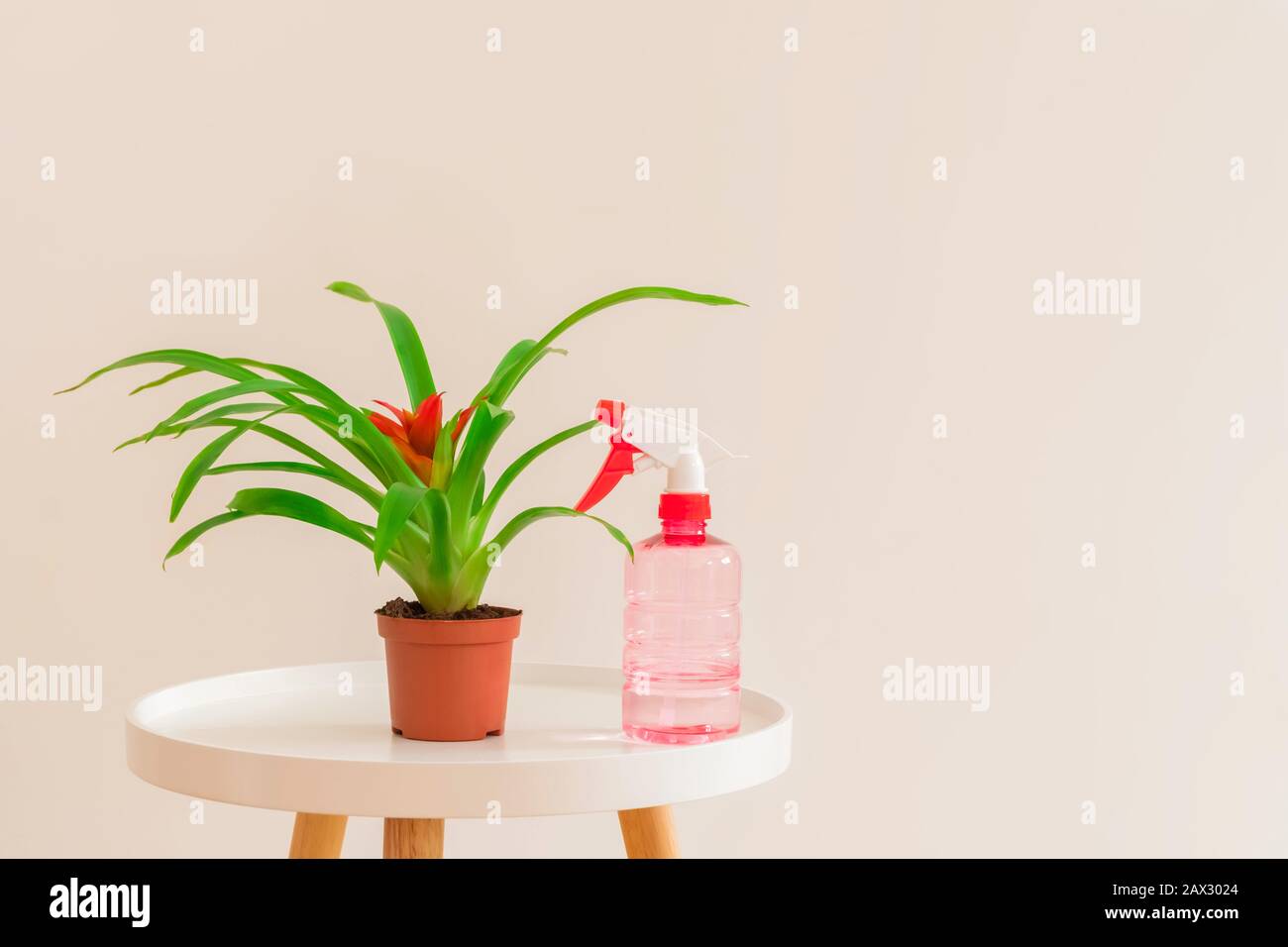 Concetto di cura dell'impianto. Guzmania pianta con fiore rosso in vaso con bottiglia spray su tavolo bianco su sfondo neutro chiaro, copia spazio Foto Stock