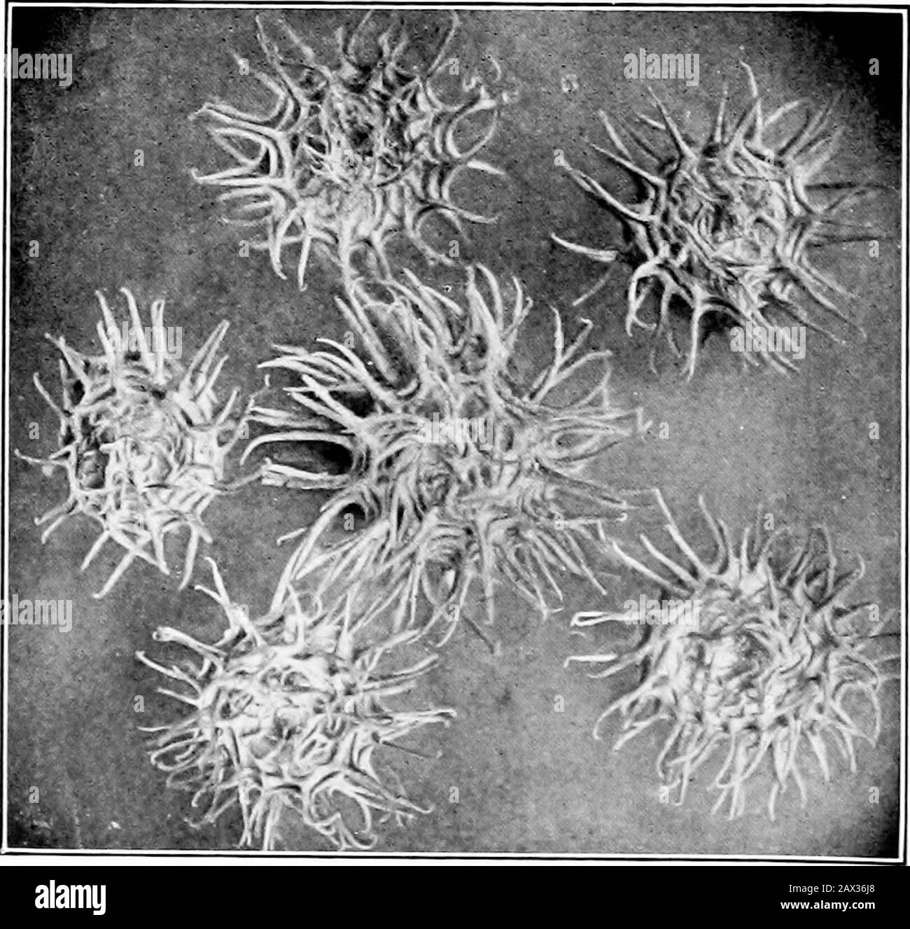 Il libro di erba medica; storia, coltivazione e meritsIts usa come foraggio e fertilizzante . Alfalfa Semi Pod Alfalfa ha un guscio a spirale di due o tre giri, spesso contenente cinque o sei semenzaquattro diametri? ? K P^p sji^B^ ^ -^-^M^^i^-j^ p^^l ^^ ?-i&gt;^^^^B ^r ? G ^B ^^t-^-=-^ ^!«** .-?^.--^^^B Pi^^l ^L^^^^^H PRT^^B^HHH^^^r^^L^^^H n^^^H^^H^«^J^ v5^^« H^^^J^^^^H ^^H^M^P^^^^H^^s^H^^^^H^Bllllll^^^^^^^^^^^^^^^^^^H^^^^^^^^^^^^^H^^^^^^^H^^^^^^^^^^^^H^^^^^^^H^^^^^^^^^^^H ^^H^^^H^^^^^^^^^^^^^^^^^^^H^H^H^^^^^H ^^^^^^Bllllllllllllllllll ^^s ^^^^H| ^^m^Sly^^-j^K^t^i^^^^^1 ^^^^H ^^^ Foto Stock