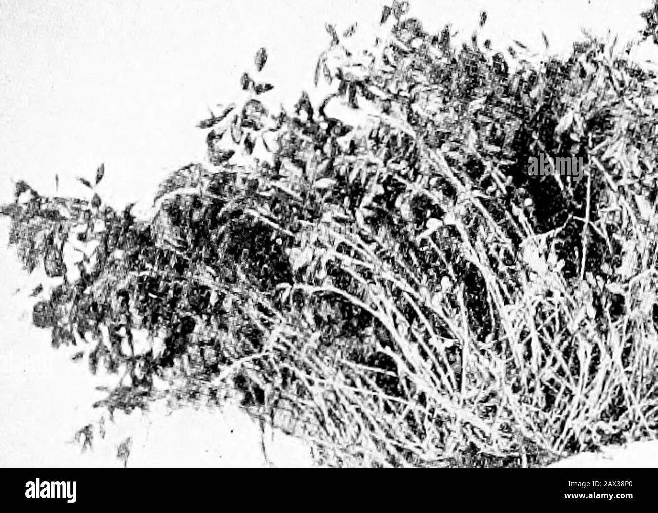 Il libro di erba medica; storia, coltivazione e meritsIts usa come foraggio e fertilizzante. Un tunnel un centesimo e ventinove piedi sotto la superficie di un campo di erba medica.Prof. W. P. Headden del Colorado ha trovato le radici nove feetlong da alfalfa soltanto nove mesi vecchio ed anotherreports le radici diciassette pollici lunghi ma quattro settimanali, le piante essendo ma sei pollici alti. Usuallyha un taproot slanciato, con molti rami tendingdowning, ma con notevole crescita laterale. Mentre l'aproot piercing la terra sta anche mandando radici nuove fibrose, mentre quelle superiori, decadenti, sono di seminazione Foto Stock Il libro di erba medica; storia, coltivazione e meritsIts usa come foraggio e fertilizzante. Un tunnel un centesimo e ventinove piedi sotto la superficie di un campo di erba medica.Prof. W. P. Headden del Colorado ha trovato le radici nove feetlong da alfalfa soltanto nove mesi vecchio ed anotherreports le radici diciassette pollici lunghi ma quattro settimanali, le piante essendo ma sei pollici alti. Usuallyha un taproot slanciato, con molti rami tendingdowning, ma con notevole crescita laterale. Mentre l'aproot piercing la terra sta anche mandando radici nuove fibrose, mentre quelle superiori, decadenti, sono di seminazione Foto Stock