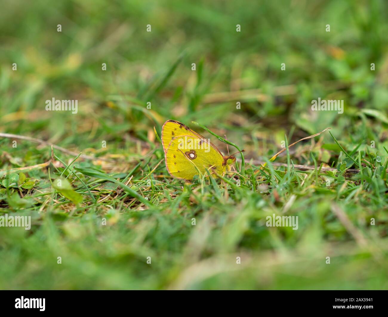 Farfalla gialla offuscata Colias croceus, A Terra Foto Stock