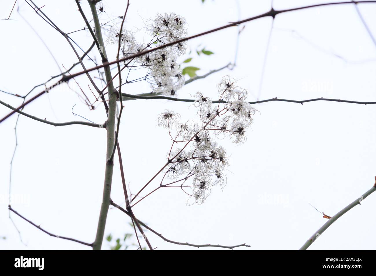 Primo piano di rami di ramoscelli di albero con fragile ornamentale delicato bianco fiori d'inverno su sfondo bianco. Foto Stock