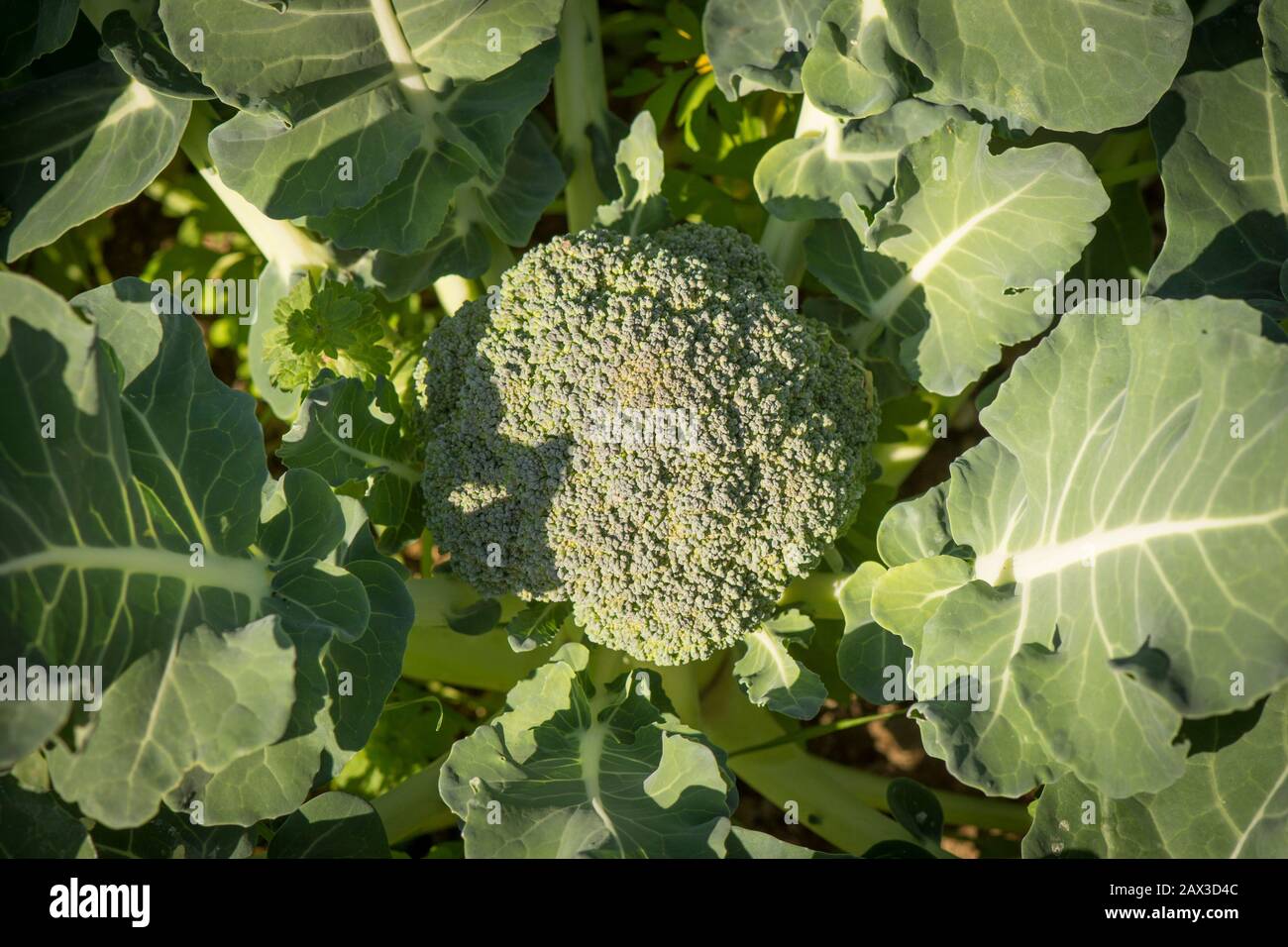 Primo piano di Testa di broccoli coltivati Organici in orto. Foto Stock