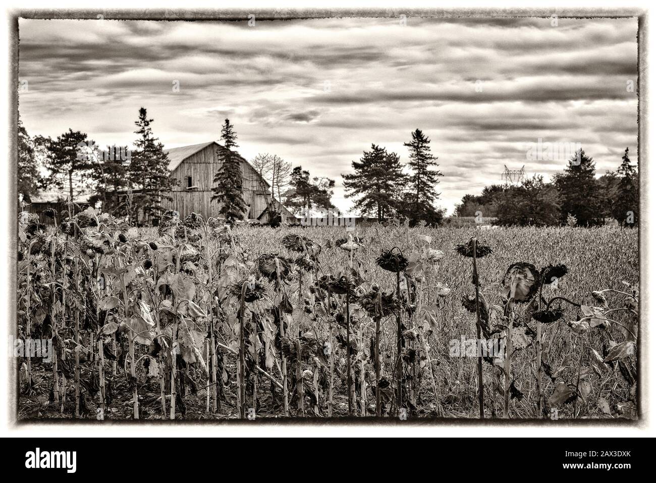 Girasole morto in campo con casale come sfondo (B & N) Foto Stock