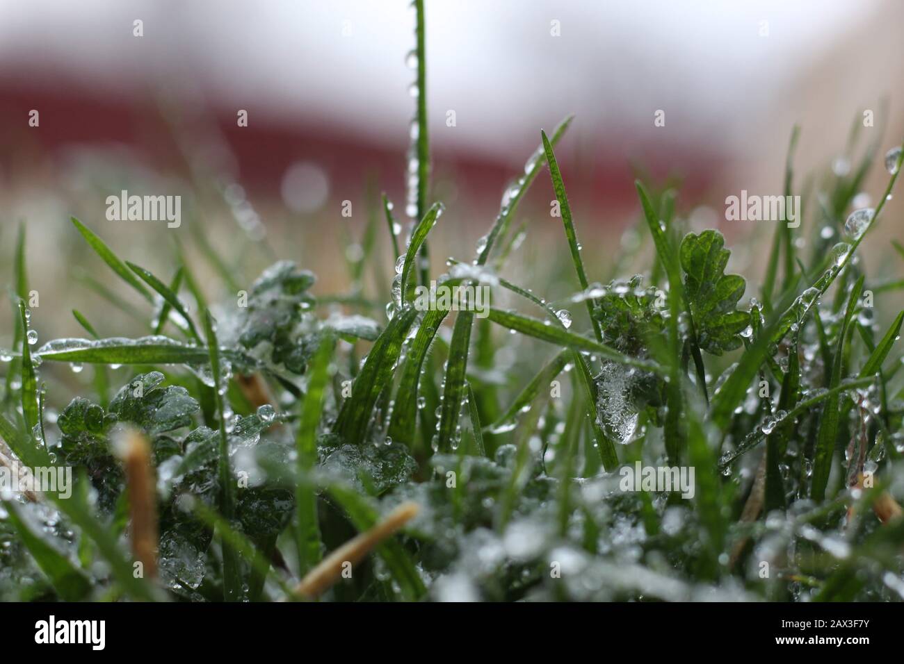 Copertura verde di erba con uno strato di ghiaccio Foto Stock