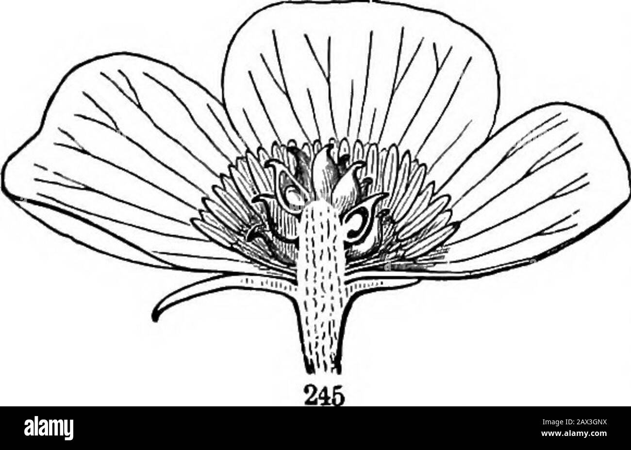 Gli elementi della botanica per principianti e per scuole sono moltiplicati e i petali sono lasciati fuori. Li Buttercups o Crowfoot, mentre i sebals e petali si conformano alla pianta di terra di cinque, sia gli stampini che i pistils sono indefi-nitely moltiplicati (Fig. 245). 256. I fiori modificati dall'Unione delle parti, in modo che queste parti moreo meno perdano l'aspetto di foglie separate o di altri organi che crescono oltre l'estremità del gambo o del ricettacolo, sono estremamente comuni. Ci sono due odi di tale Unione, vale a dire: - Coalescenza di parti dello stesso cerchio per i loro margini contigui; eAdnation, o l'Unione di adj Foto Stock